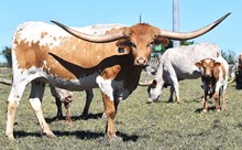 C2W Jungle's Kahula Belle