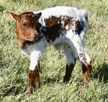 HUBBELL'S ROMAN 7 X TOP KITTY bull