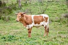 BCR HONEY 915