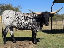 BLACK PEPPERCORN BCB