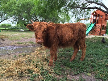 zebu