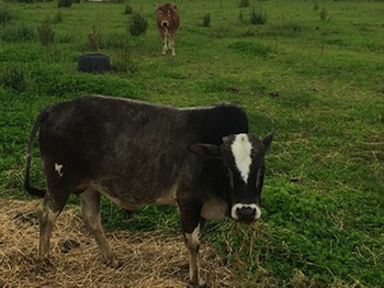 zebu